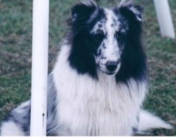 Balto