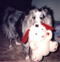 Dasher