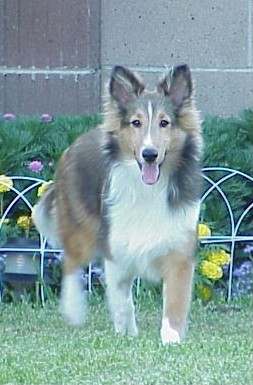 molly