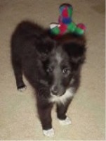 Molly