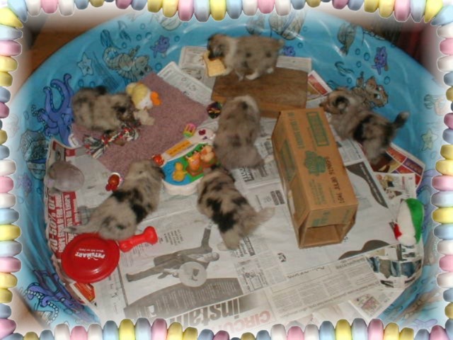 Puppies At Play!