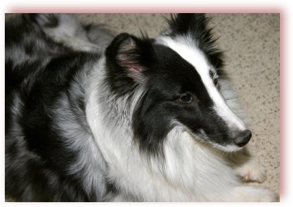 shylo