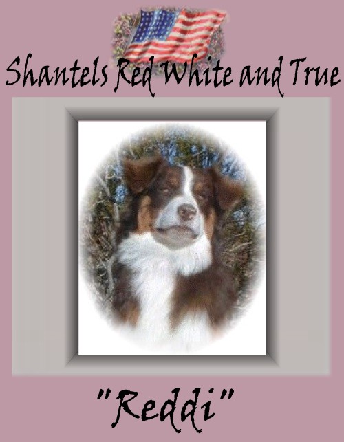 Shantels Red White and True